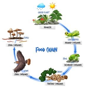 Ecological Balance